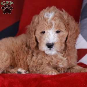 COLBY, Mini Golden Mountain Doodle Puppy